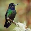 Kolibrik ohnivobrady - Panterpe insignis - Fiery-throated Hummingbird o1110